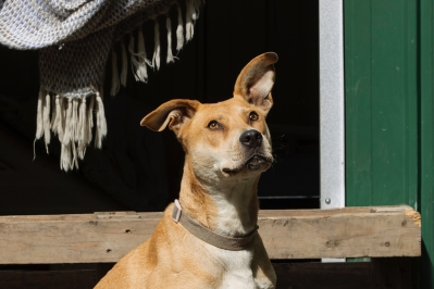 Una imatge de l'Alpha, un gos de la gossera, per al mes de gener del calendari solidari de GosSOS d'aquest any.